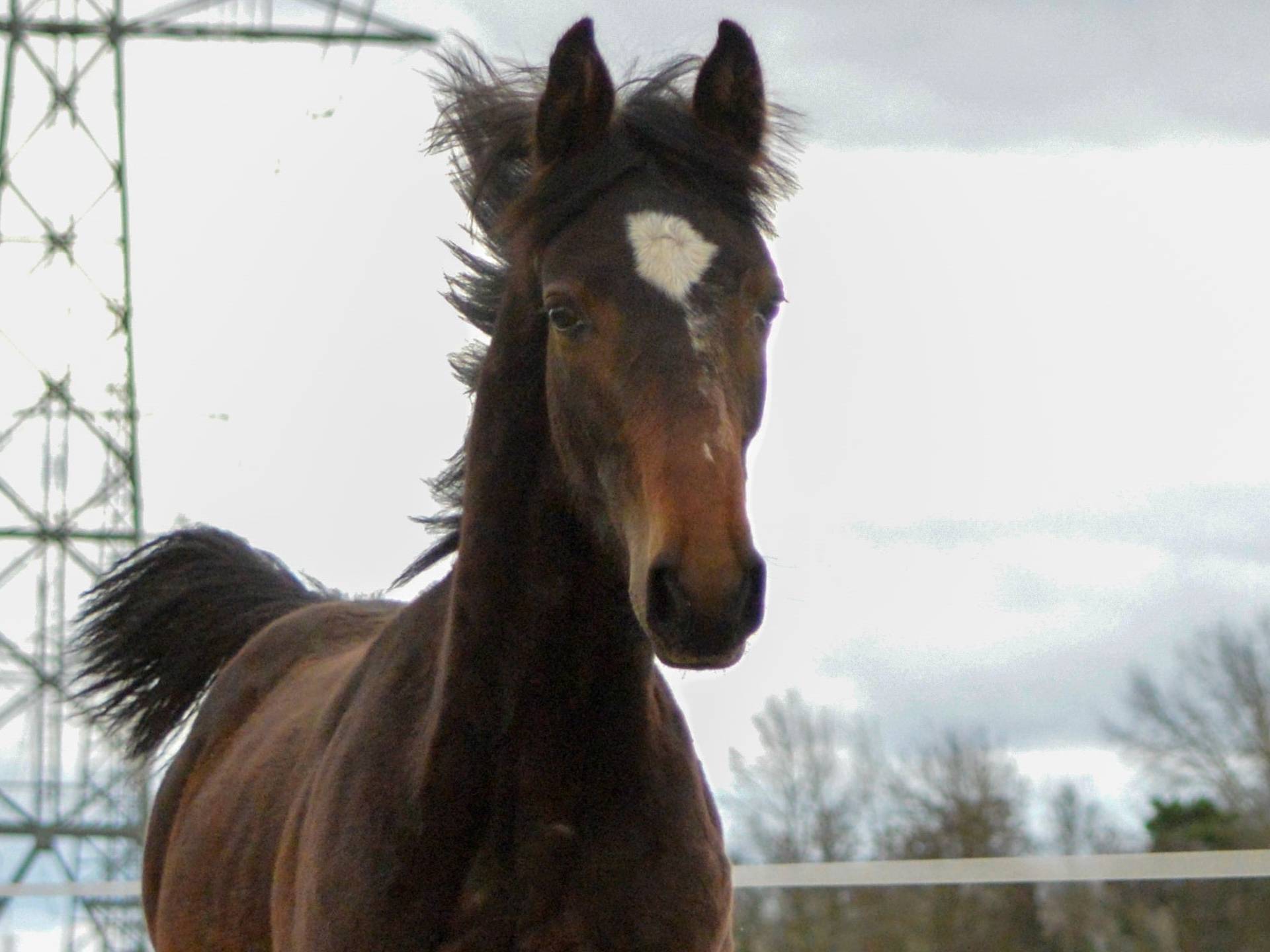 Bovenstaande tarwe Slang KWPN Horses for Sale