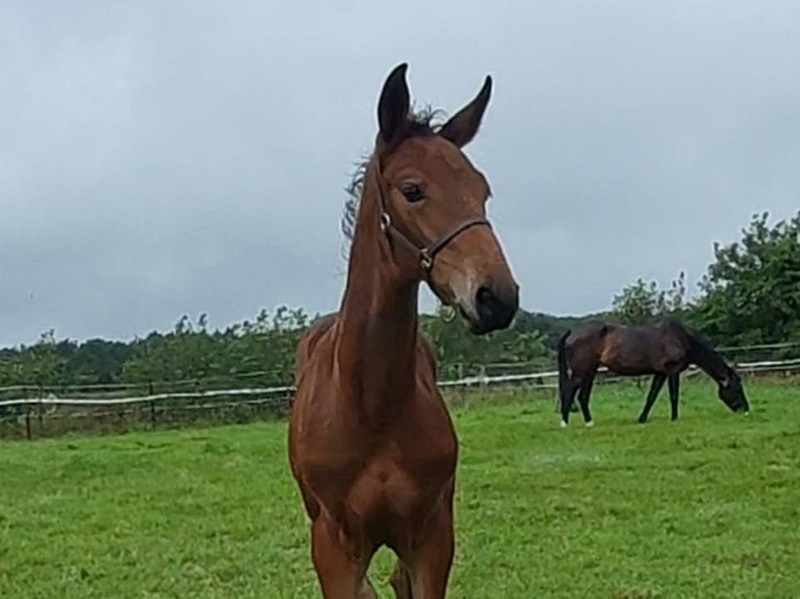 KWPN Horses for Sale