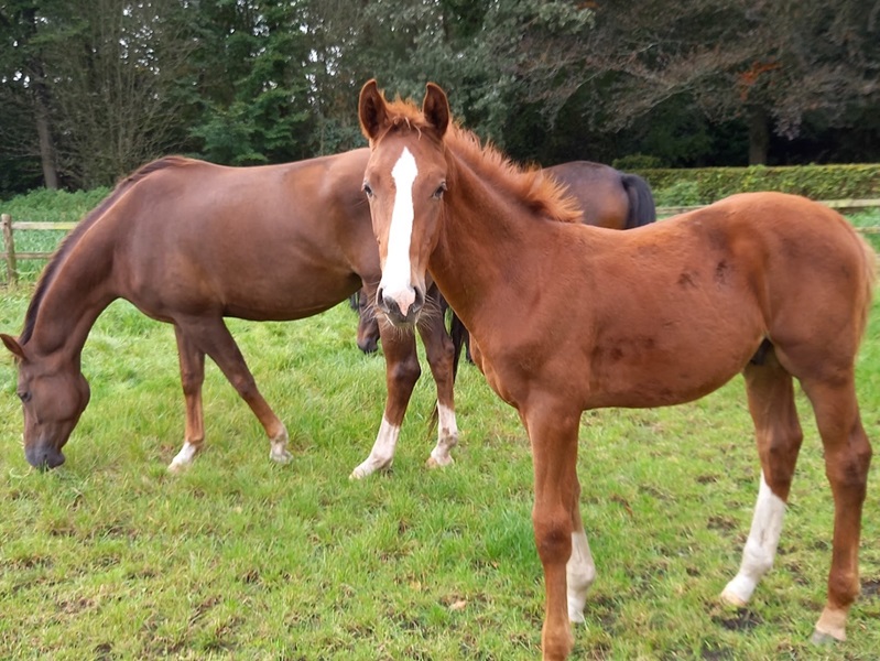 KWPN Horses for Sale