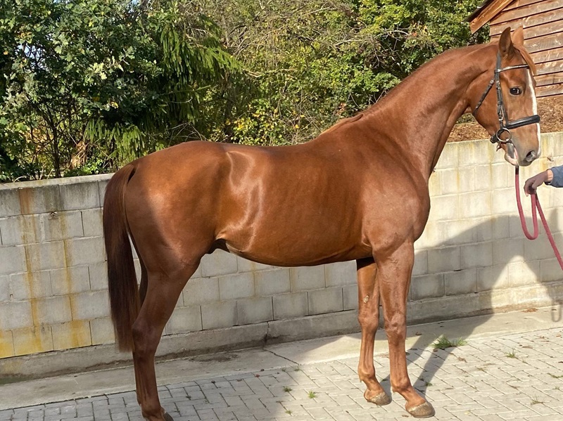 KWPN Horses for Sale