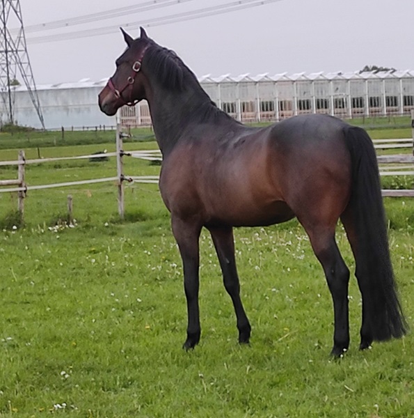 KWPN Horses for Sale