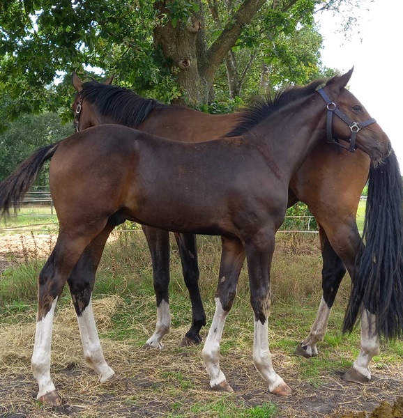 KWPN Horses for Sale
