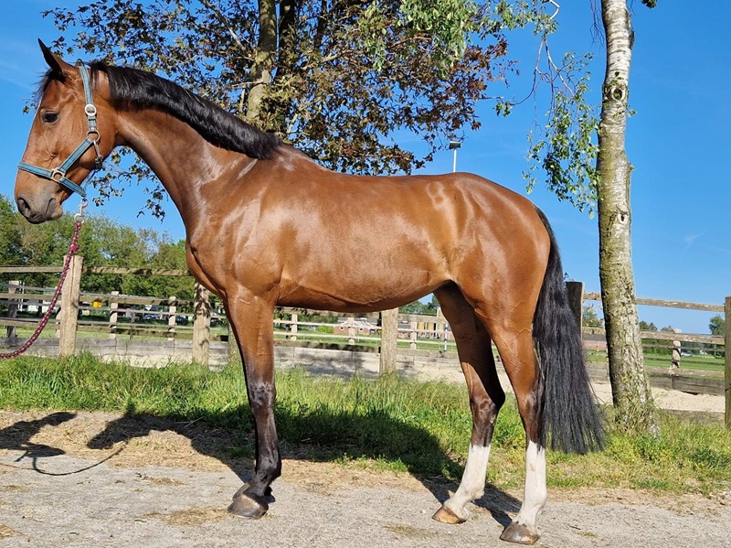 KWPN Horses for Sale