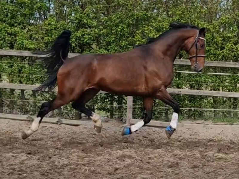 KWPN Horses for Sale