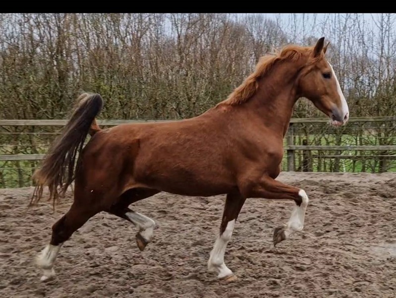 KWPN Horses for Sale