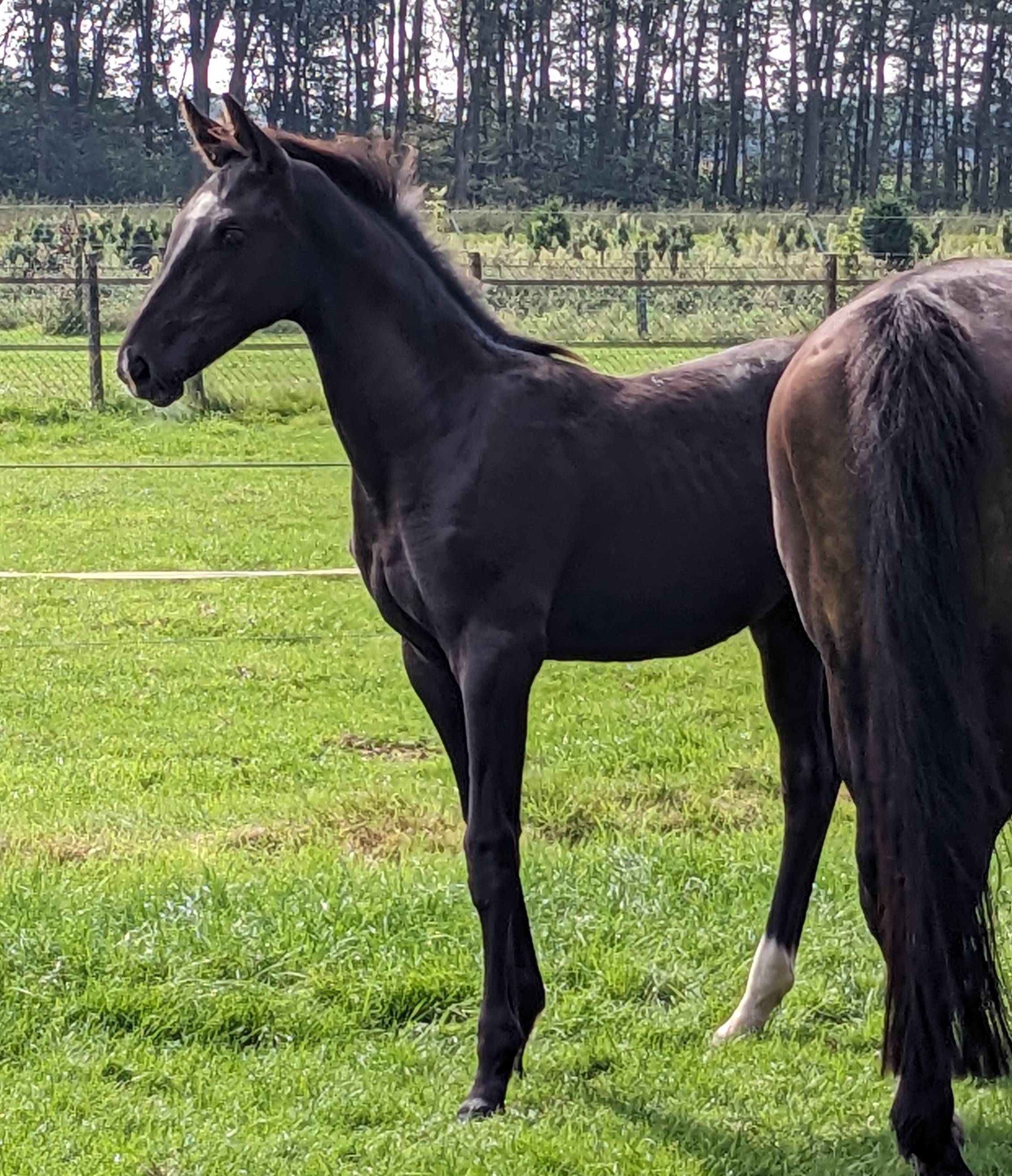 KWPN Horses for Sale