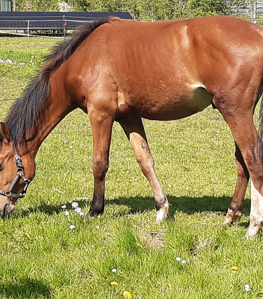 KWPN Horses for Sale