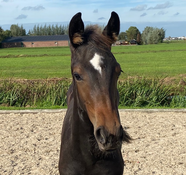 KWPN Horses for Sale