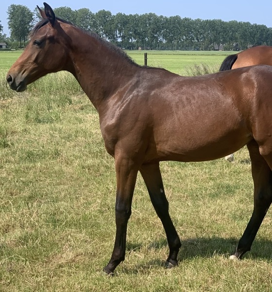 KWPN Horses for Sale