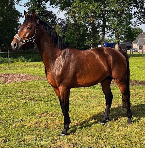 KWPN Horses for Sale