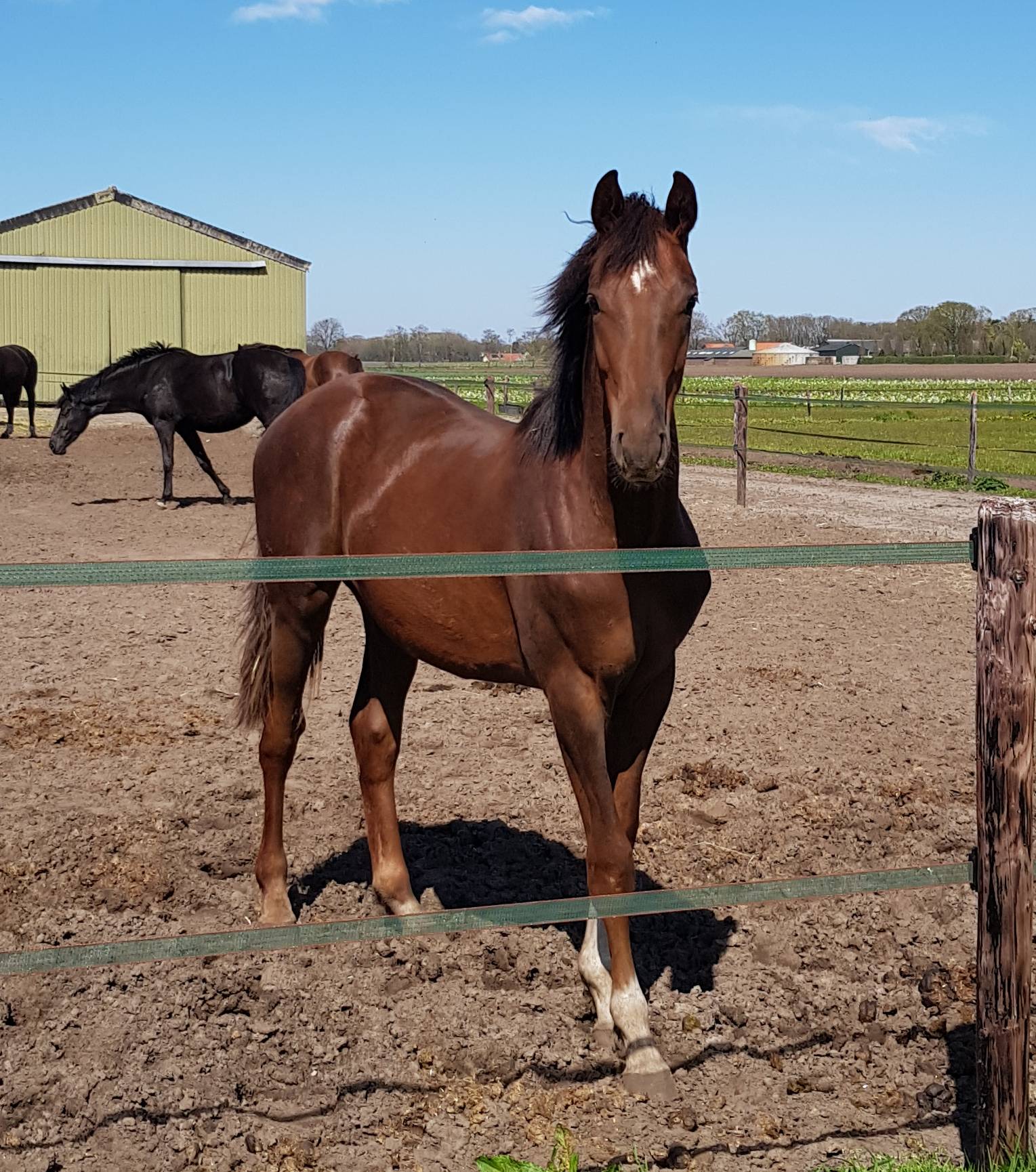 KWPN Horses for Sale