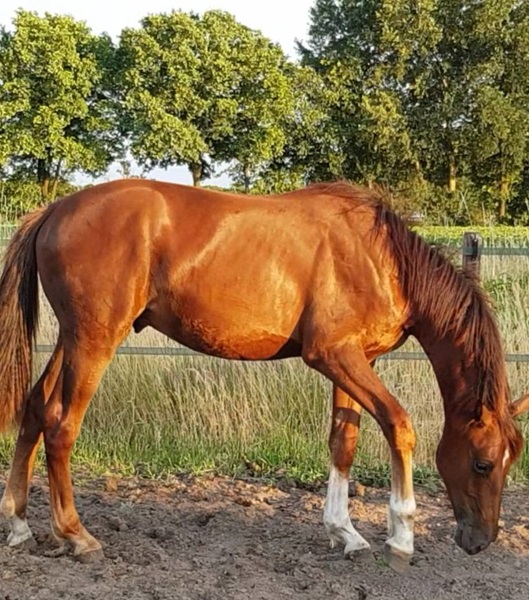 KWPN Horses for Sale