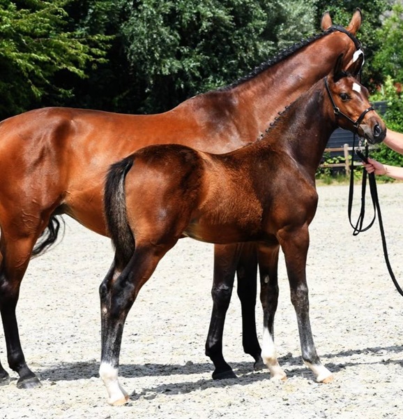 KWPN Horses for Sale