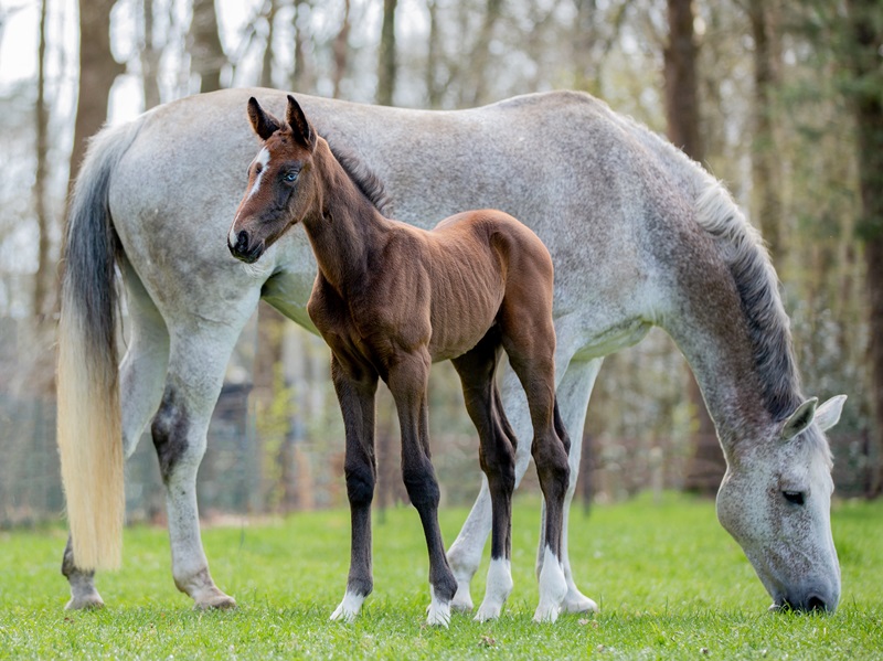 KWPN Horses for Sale