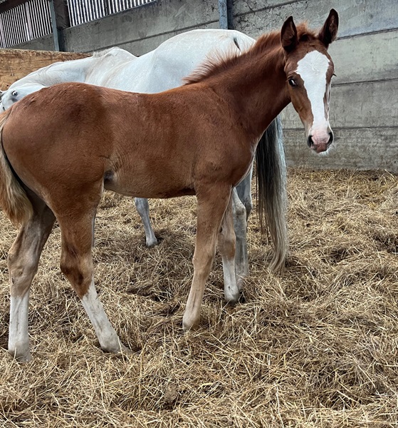 KWPN Horses for Sale