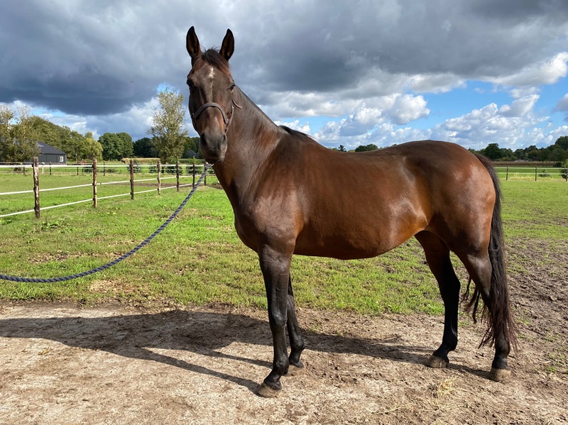 KWPN Horses for Sale