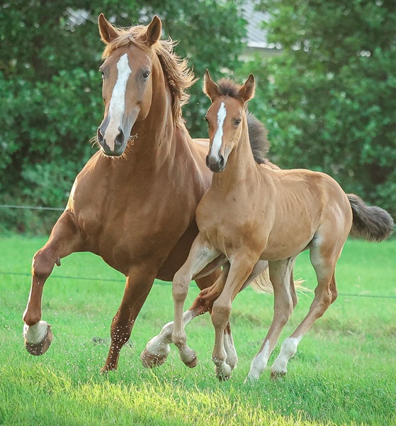 KWPN Horses for Sale