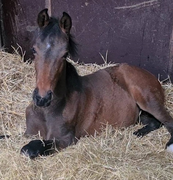 KWPN Horses for Sale