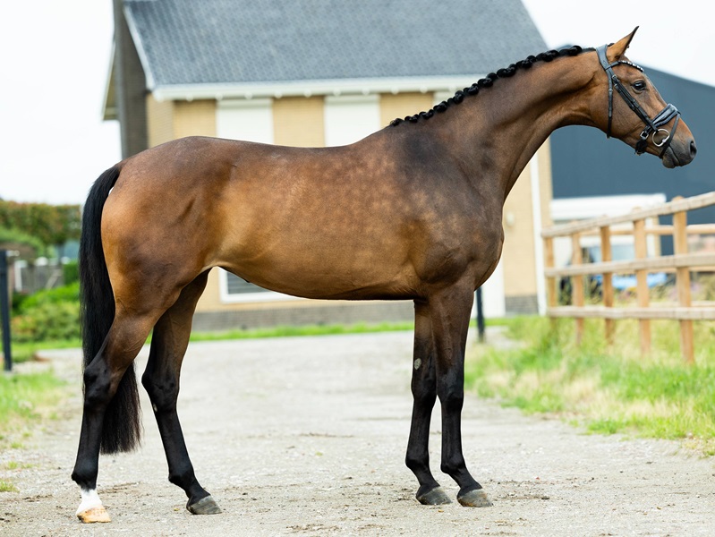 KWPN Horses for Sale