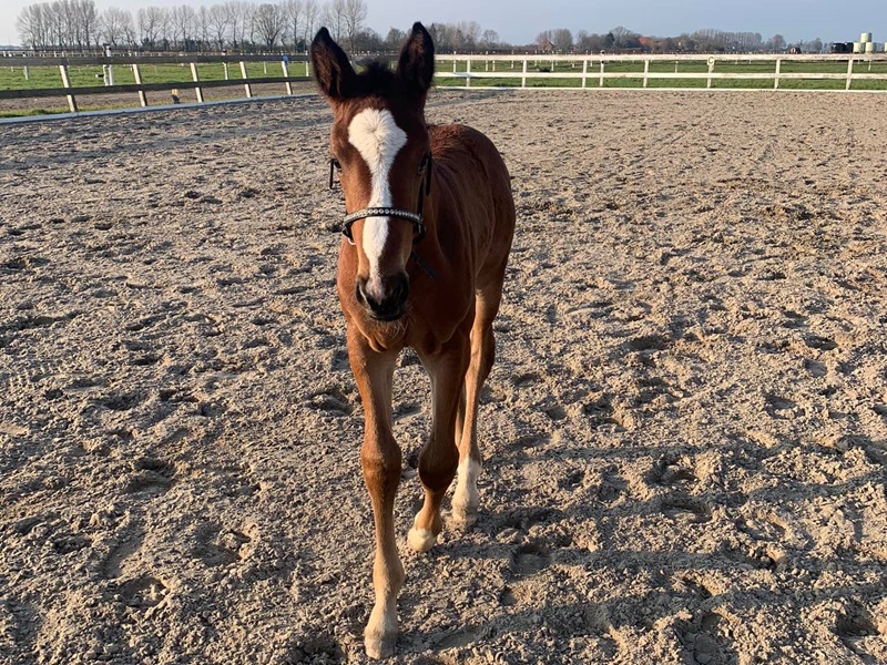 KWPN Horses for Sale