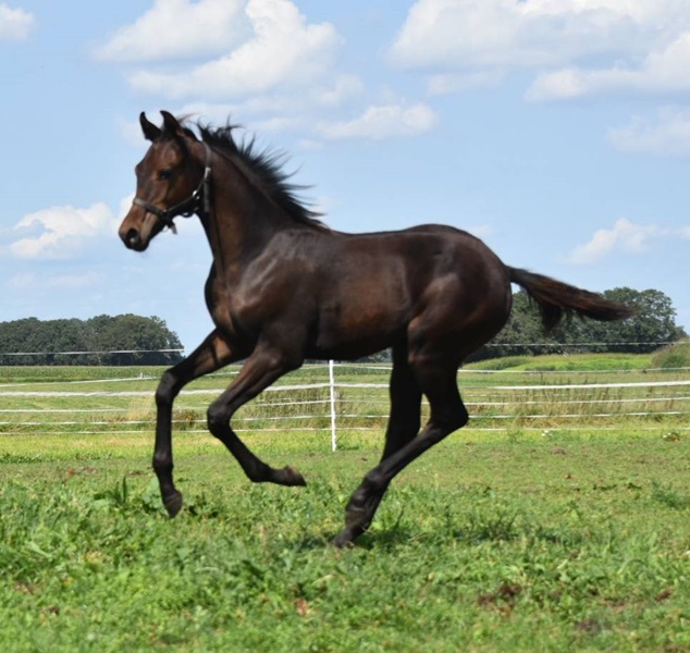 KWPN Horses for Sale