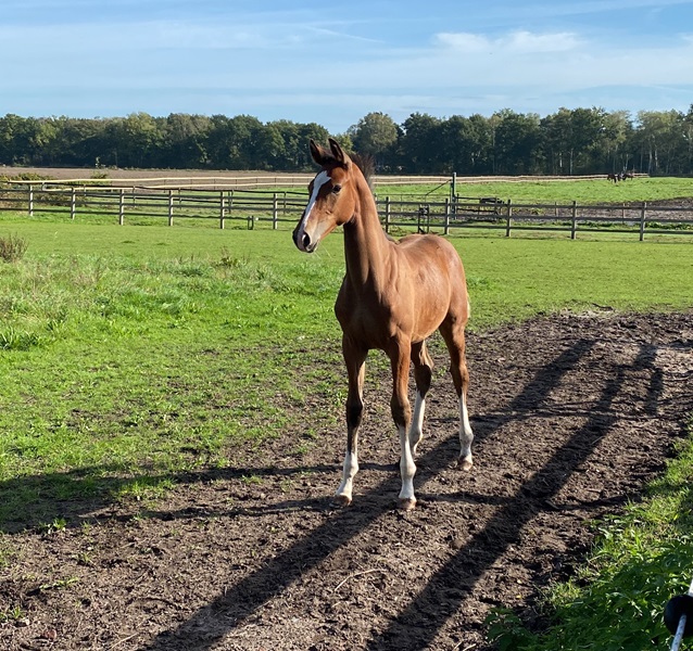 KWPN Horses for Sale