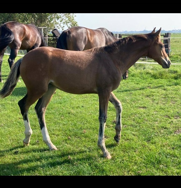 KWPN Horses for Sale