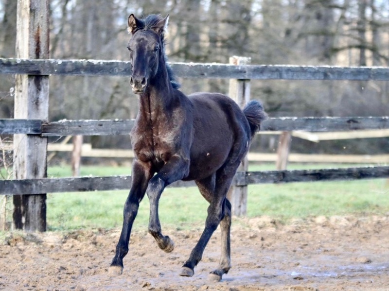 KWPN Horses for Sale