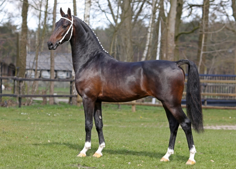 Facebook Het Tuigpaard / The Dutch Harness Horse - Brummelkamp Collection