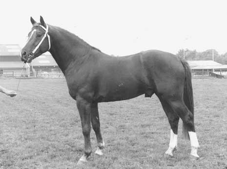 SILVANO, 1976