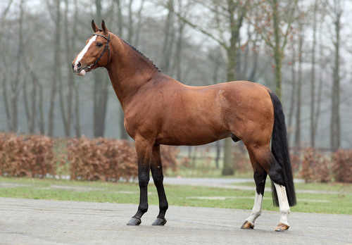 QUASIMODO VD MOLENDREEF, 1993