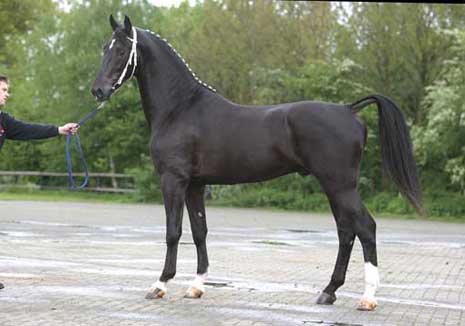 VAANDRAGER HBC, 2002