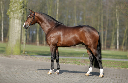 DUTCH DORMELLO DDH, 2000