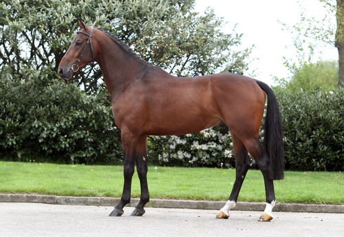 CARLTON HILL VDL, 2007