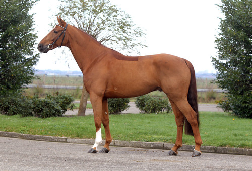 FALAISE DE MUZE, 2005