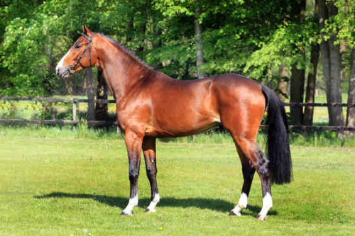 IT'S POSSIBLE SRK, 2013