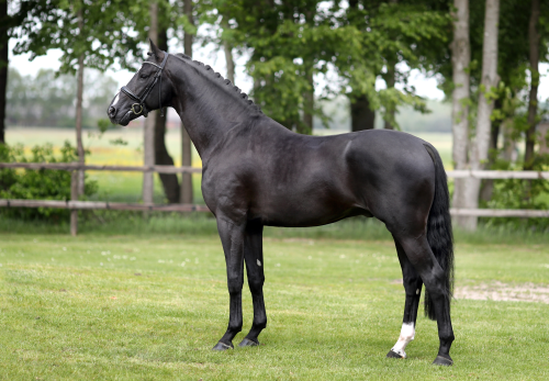 KAISER WELTINO, 2015