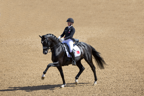 BLUE HORS ST. SCHUFRO, 2011