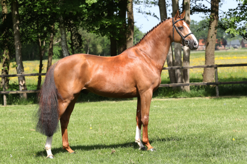 EASY TOP DE COURCEL, 2014