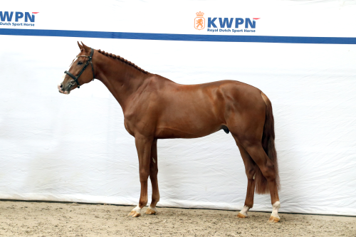 PANTHERO VD WATERMOLEN , 2020