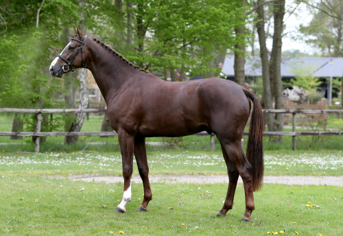 NEW PLEASURE VDL, 2018