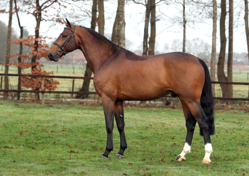 NEARCO MERELSNEST VDL, 2018