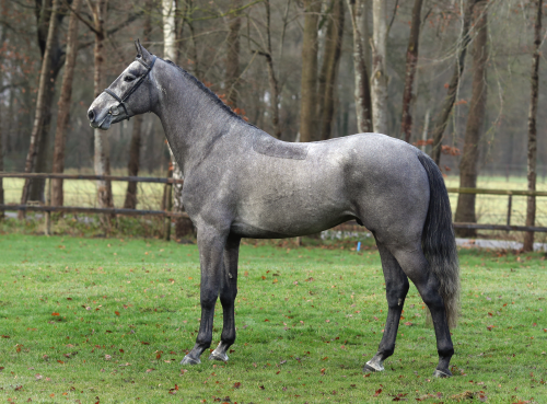 NOTTING HILL JL, 2018