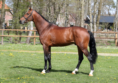 LUIGI VD ZEIJERWEG SB, 2019