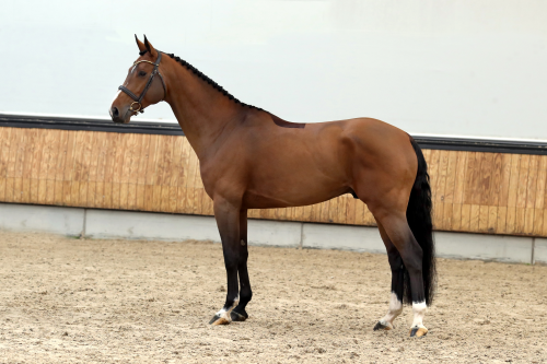 AGALANDRO KEIZERSBERG, 2019