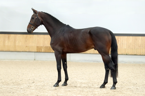 R.ELFHABAN VAN BEEK, 2021