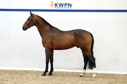 ROMEO FAN SKÛLENBOARCH, 2021