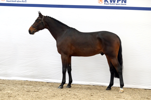 ROCKEFELLER JPS, 2021